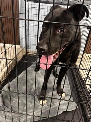 Roper, Black Labrador Retriever / Pit Bull Terrier, young, available for adoption