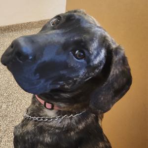Gwennie, Mixed Breed (Large), adult, available for adoption