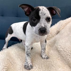Miles, Mixed Breed (Medium), young, available for adoption