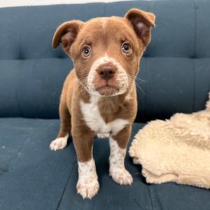 Jake Sully, Mixed Breed (Medium), young, available for adoption