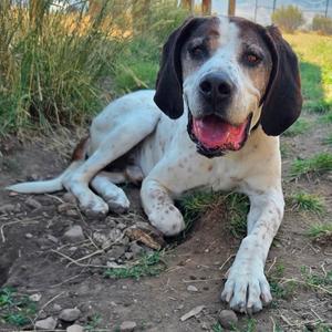 Figaro, Mixed Breed (Medium), senior, available for adoption