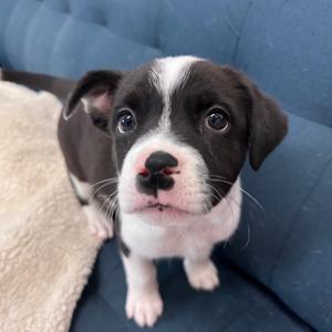 Neytiri, Mixed Breed (Medium), young, available for adoption