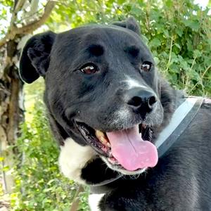 Tippy, Mixed Breed (Large), adult, available for adoption
