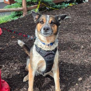 Clover, Mixed Breed (Medium), adult, available for adoption