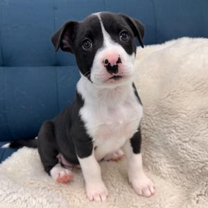Spider, Mixed Breed (Medium), young, available for adoption