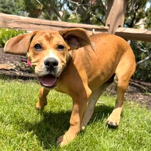 Gretel, Mixed Breed (Medium), young, available for adoption