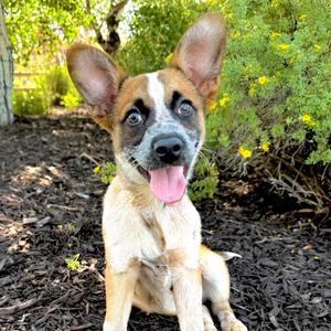 Ralphie, Mixed Breed (Medium), young, available for adoption