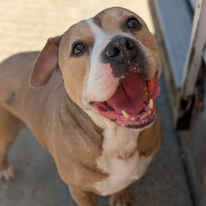 Resputia L-20-25, Terrier, Pit Bull, senior, available for adoption
