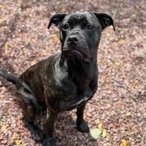 Bellatrix L-20-26, Bullmastiff, adult, available for adoption