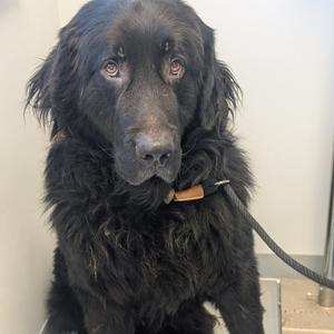 Freddrick, Newfoundland, adult, available for adoption
