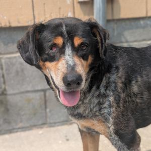 Catan L-7-26, Hound, adult, available for adoption