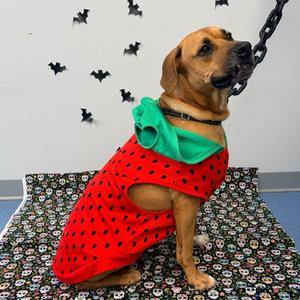 A dog wearing a red and green strawberry costume, sitting on a patterned mat with black bats on the wall behind it.