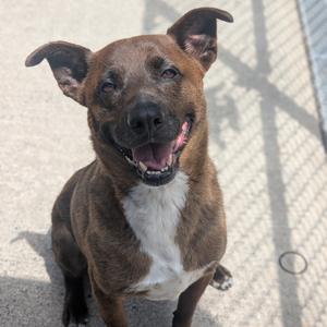 Londyn, Shepherd, senior, available for adoption