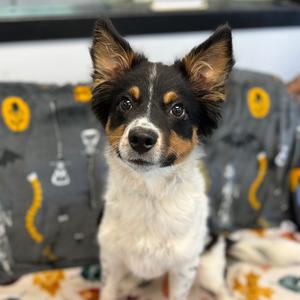 Lacey, Shepherd, Australian, puppy, available for adoption