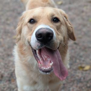 A close-up of a golden retriever dog with its mouth open and tongue out, looking happy and playful.