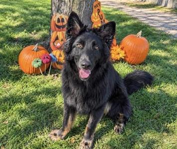 Landon, German Shepherd Dog, puppy, available for adoption