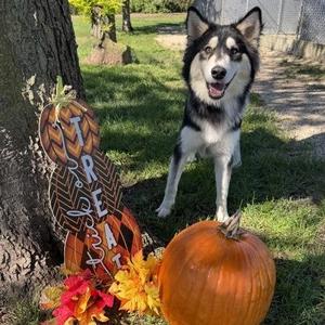 Kodiak, Husky, young, available for adoption