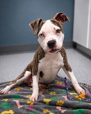 Marley, Pit Bull Terrier, young, available for adoption