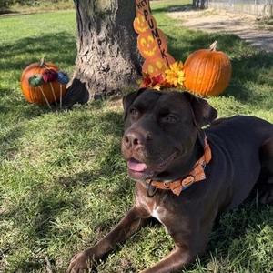 Jonquil, Labrador Retriever, young, available for adoption