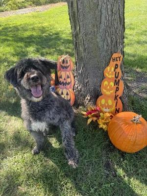 Paris, Standard Poodle, adult, available for adoption
