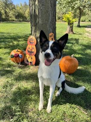 Clark, Australian Shepherd, young, available for adoption