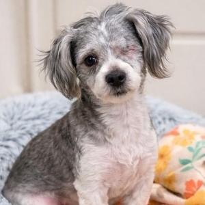 A small gray and white dog with floppy ears sitting on a soft blanket.