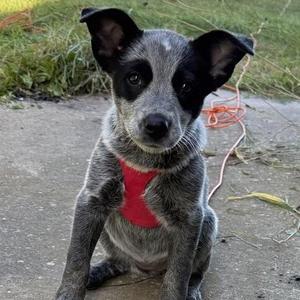 Lady (In Foster Home), Australian Cattle Dog / Blue Heeler, puppy, available for adoption