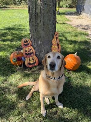 Millie, Labrador Retriever, senior, available for adoption