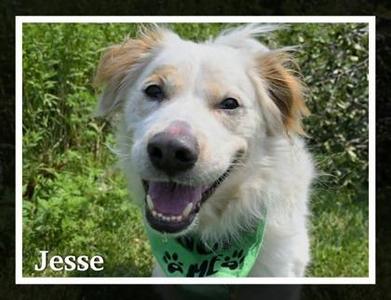 Jesse, Australian Shepherd, young, available for adoption