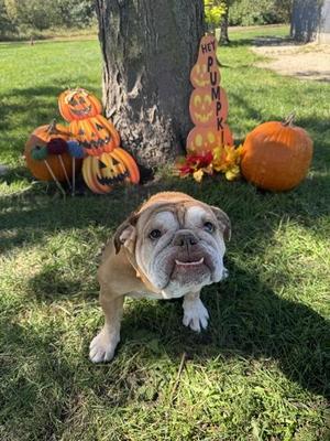 Darla, English Bulldog, adult, available for adoption