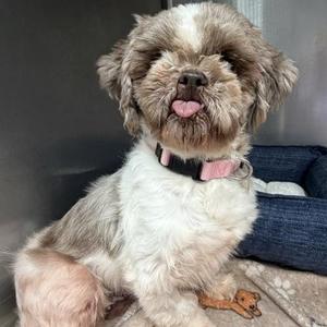 Diana, Shih Tzu, young, available for adoption