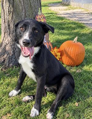 Brad, Labrador Retriever, puppy, available for adoption
