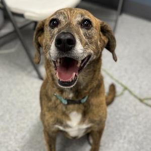 Charlie, Labrador Retriever, adult, available for adoption