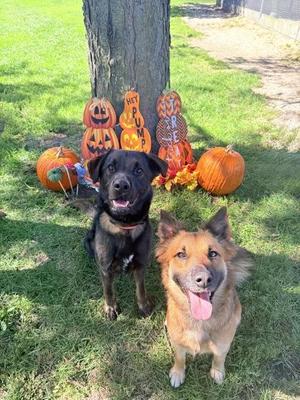 Bo Peep, Rough Collie / Shepherd, young, available for adoption
