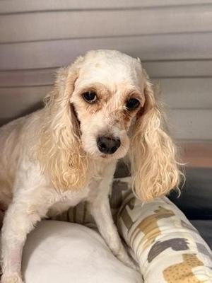 A white dog with long, curly ears sitting on a patterned blanket.