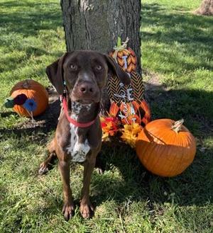 Herman, German Shorthaired Pointer, young, available for adoption