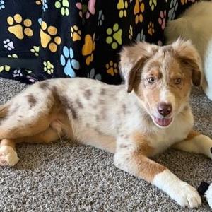 Niko (In Foster Home), Australian Shepherd, puppy, available for adoption