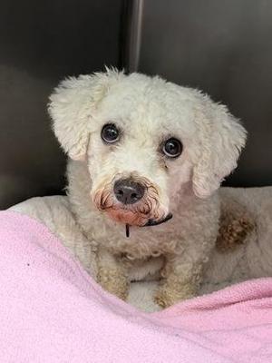 Alice, Bichon Frise, young, available for adoption
