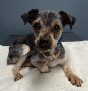 Lucas, Yorkshire Terrier, senior, available for adoption