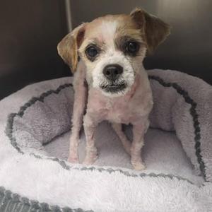 Gucci, Shih Tzu, young, available for adoption