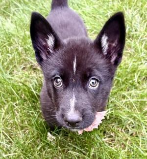 Ember (In Foster Home), Shepherd, puppy, available for adoption