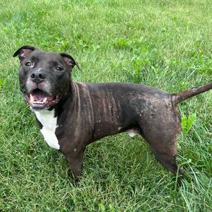 Rocco(P202601032), Terrier, American Pit Bull, senior, available for adoption