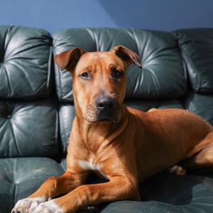 Emmy(26-001683), Hound, adult, available for adoption