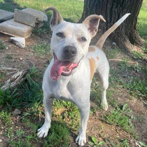 Boogie(26-9607), Terrier, Pit Bull, adult, available for adoption
