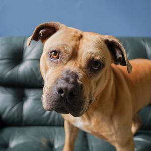 Knucklehead (10963), Terrier, American Staffordshire, adult, available for adoption