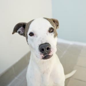 A white and brown dog with floppy ears looking directly at the camera.