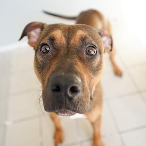 A close-up of a brown dog looking up at the camera.