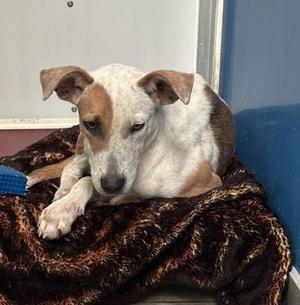 Denali, Terrier Mix, available for adoption