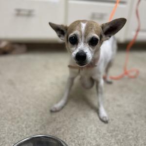 a small dog with large ears standing on a carpeted floor