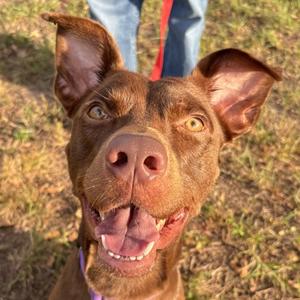 a brown dog with floppy ears and a happy expression, looking up at the camera